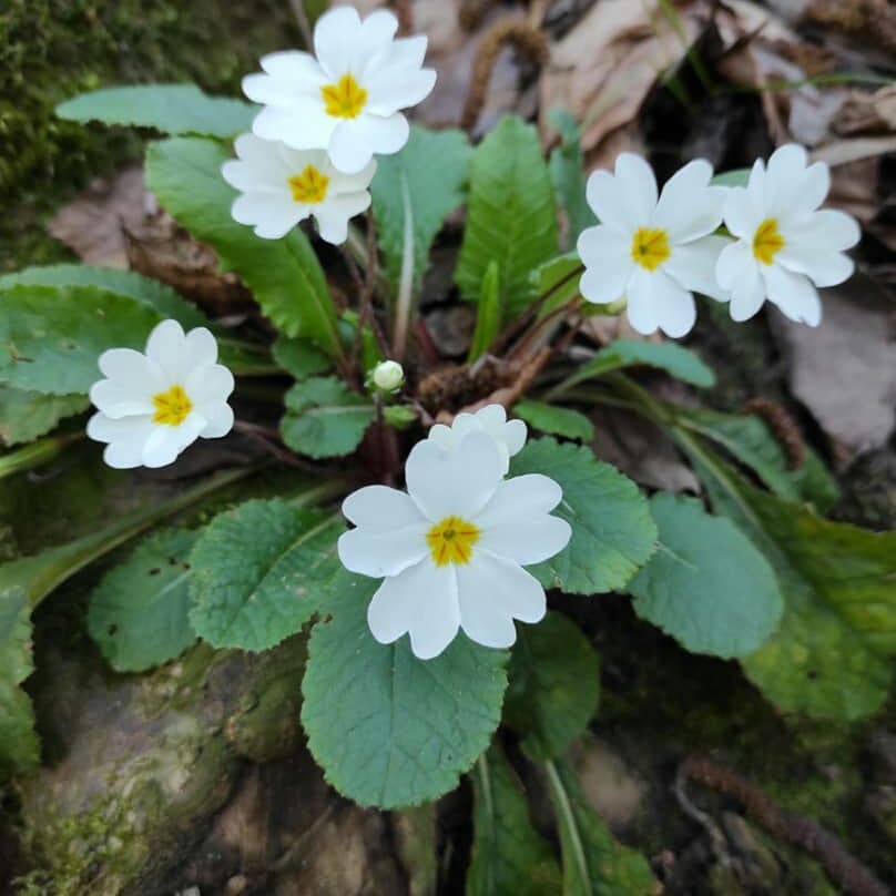 روستای نصفی شهرستان رودبار، نصفی گیلان، نصفی رستم آباد، آلش دشت، تپه ی مارلیک، جام مارلیک، مارلیک رستم آباد